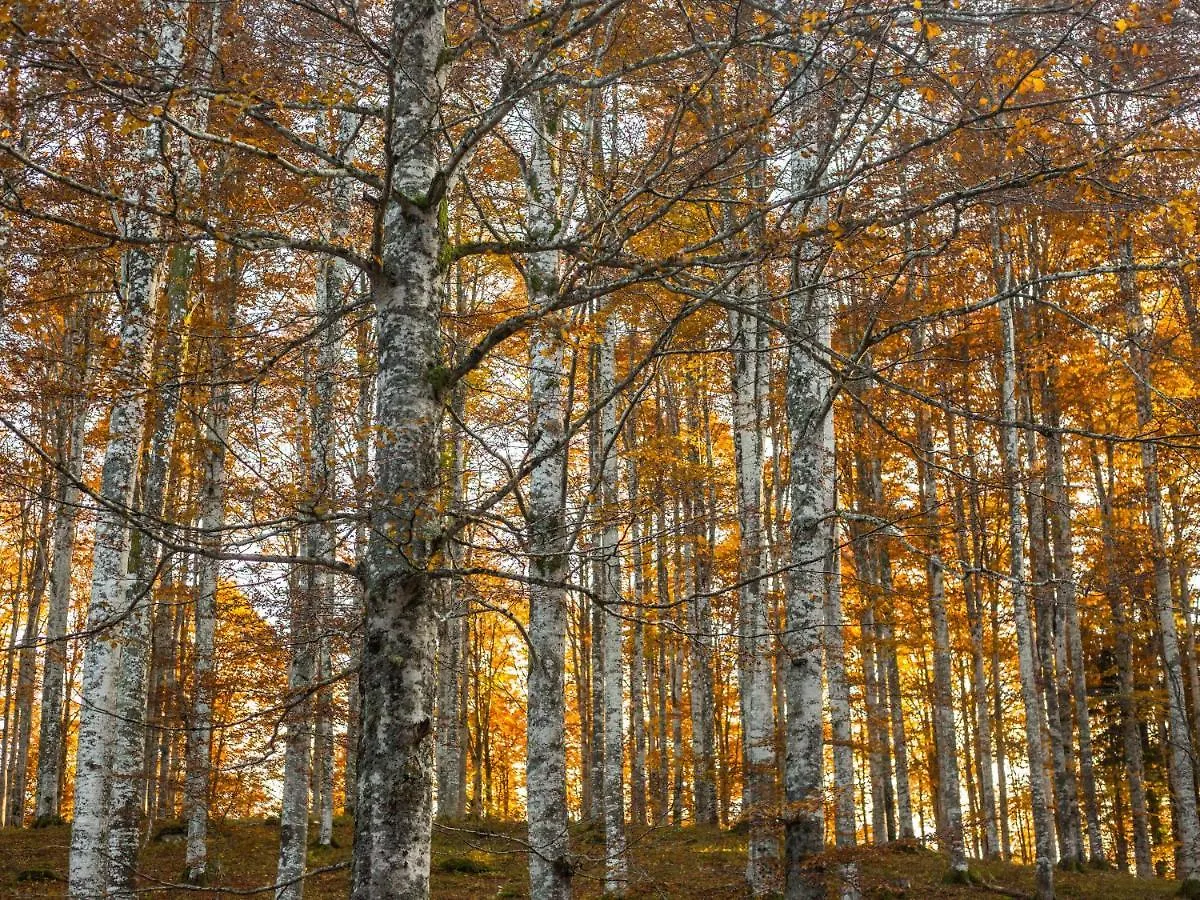 Appartamento A Due Passi Farra d'Alpago 0*,  Itálie